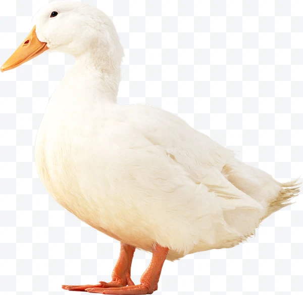 Pato