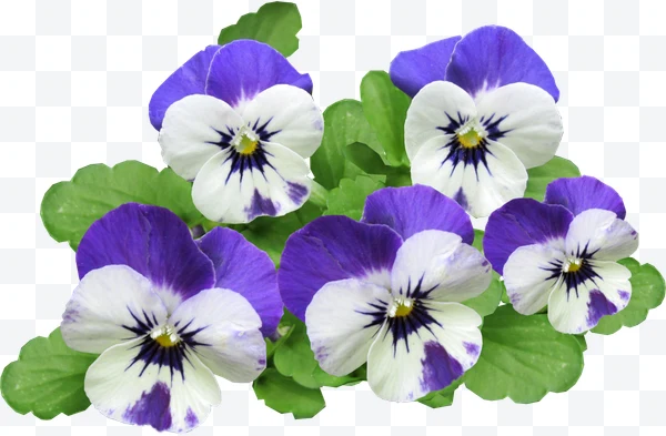 Pensamiento (flor)