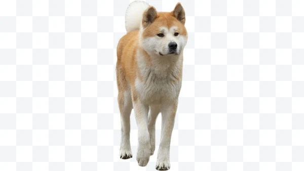 Perro Akita Inu marrón y blanco de pie con cola rizada
