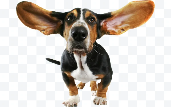Perro basset hound tricolor con orejas grandes extendidas hacia los lados