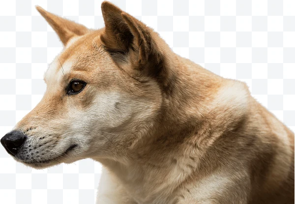 Perro