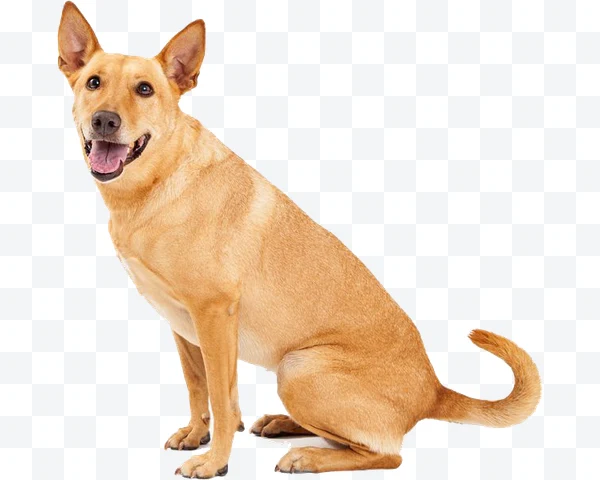 Perro marrón claro sentado con orejas erguidas y expresión feliz
