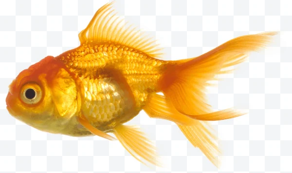 Pez dorado naranja visto de lado con fondo blanco