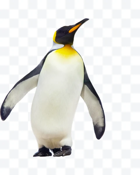 Pingüino rey