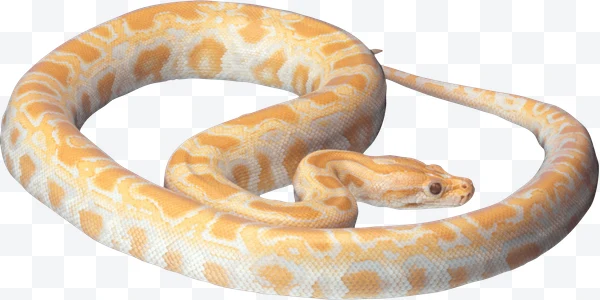 Yellow and white albino python coiled