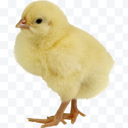 Pollito amarillo peludo de pie sobre fondo blanco