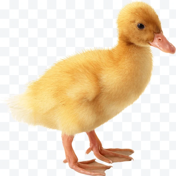Polluelo de pato amarillo de pie con fondo blanco