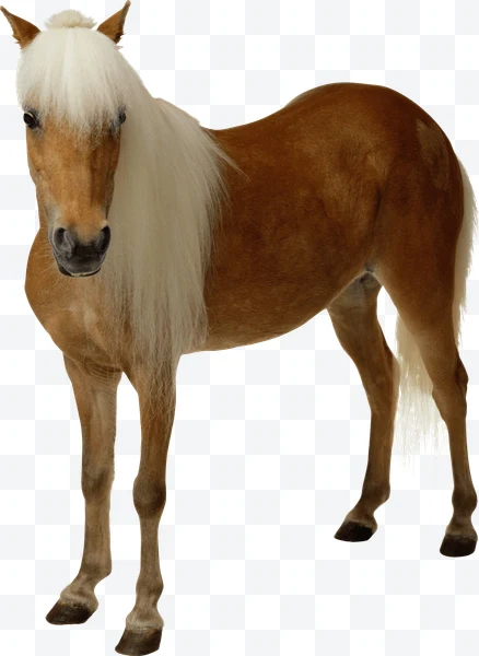 Brown pony with white mane and tail standing on a white background