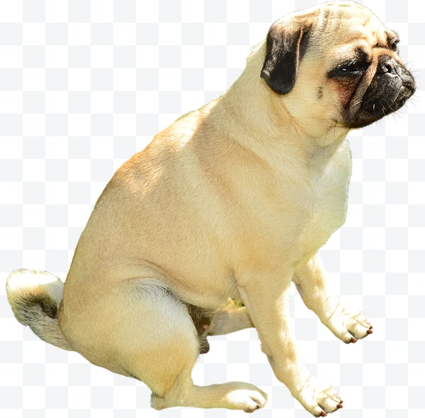 Beige pug sitting with black face seen from the side