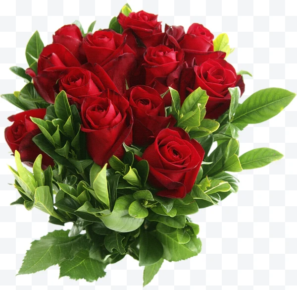 Ramo de rosas rojas con hojas verdes sobre fondo blanco
