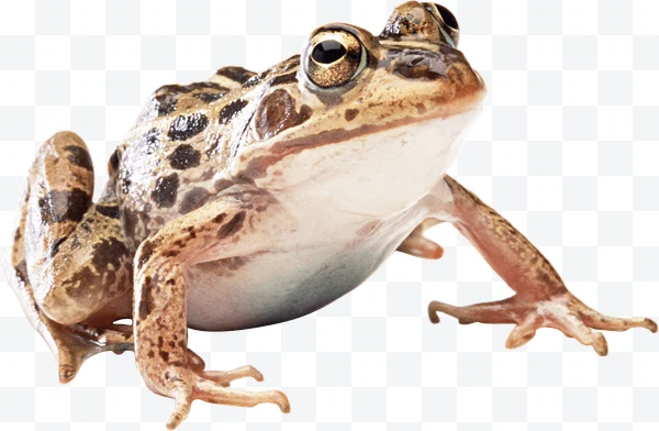 Rana