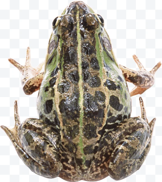 Rana