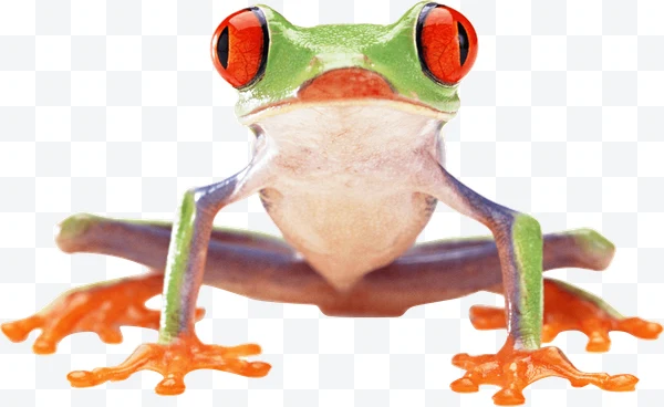 Rana verde con ojos rojos y patas naranjas vista de frente.