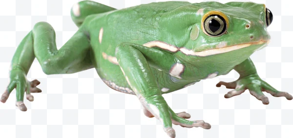 Green frog with white spots on a white background.
