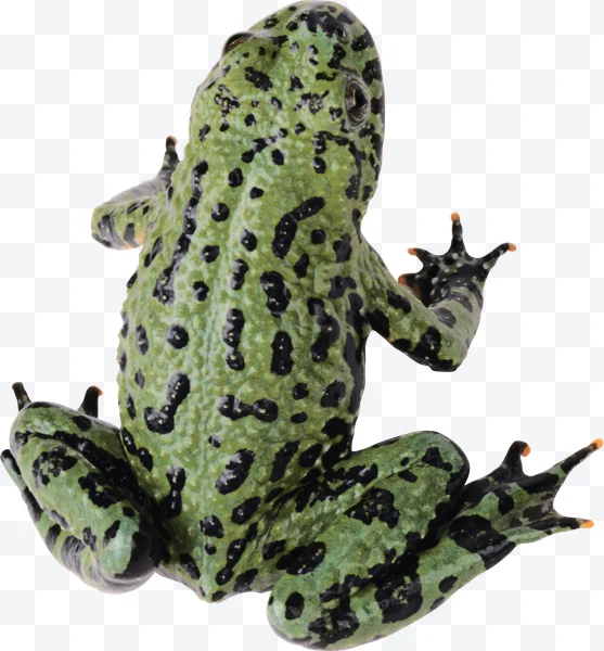 Rana verde con manchas negras sobre fondo blanco.