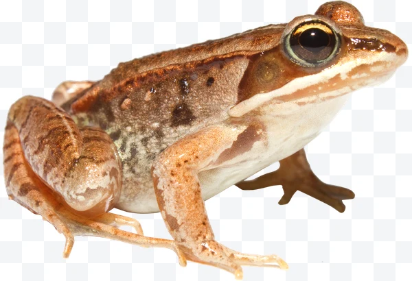 Rana