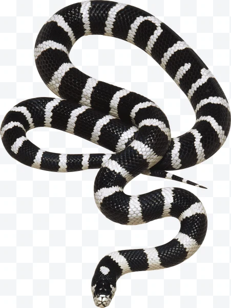 Serpiente con bandas blancas y negras enroscada