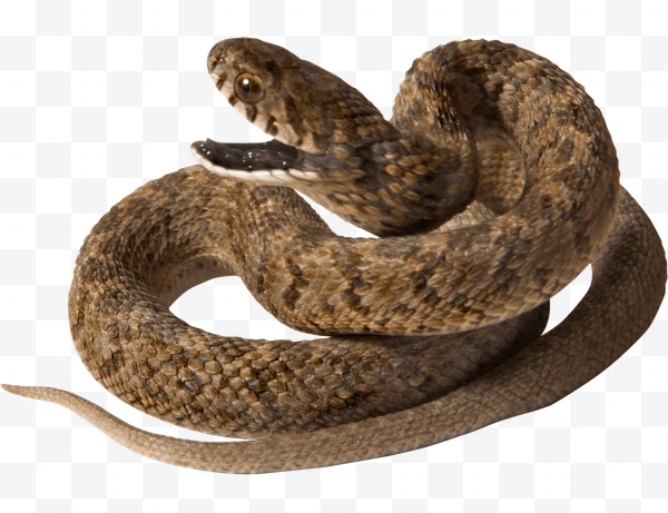 Serpiente