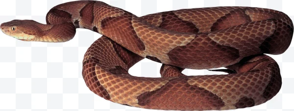 Serpiente de cascabel
