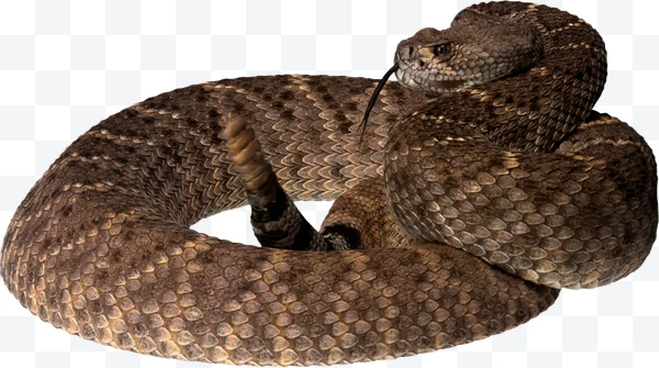 Serpiente de cascabel