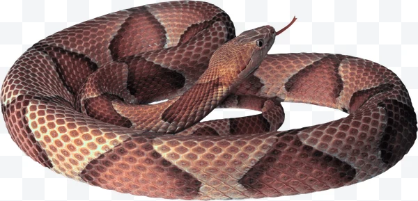 Serpiente de cascabel