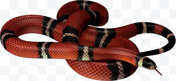 Coiled coral snake with red, black, and white bands