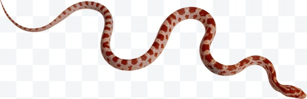 Serpiente de maíz