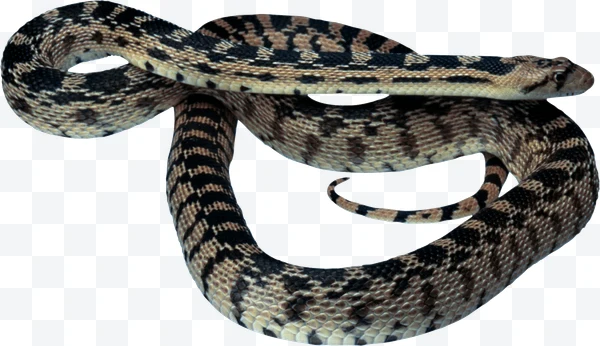 Coiled snake with black and brown scales viewed from the side.