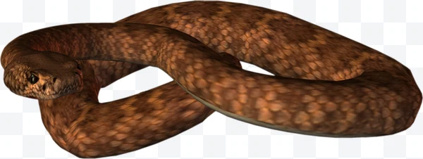 Serpiente marrón escamosa enroscada vista de lado