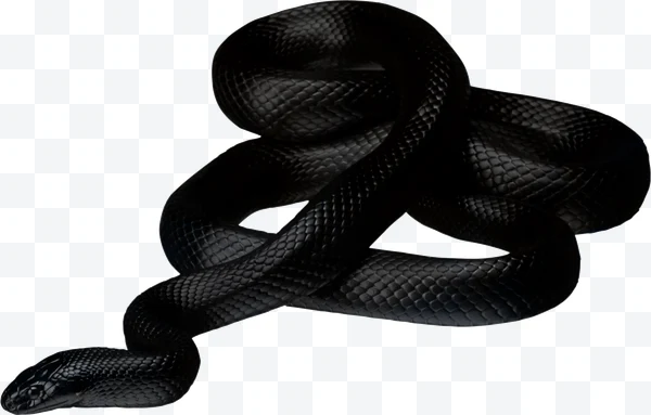 Coiled black snake with visible scales.