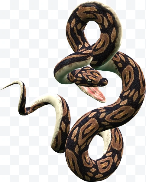 Serpiente pitón enroscada con la boca abierta mostrando colmillos.