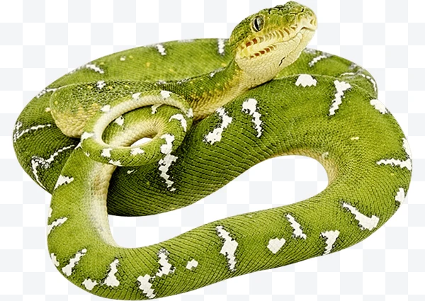 Serpiente verde con manchas blancas enroscada