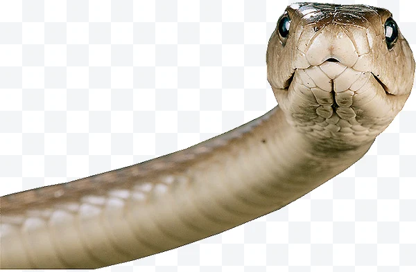 Serpiente