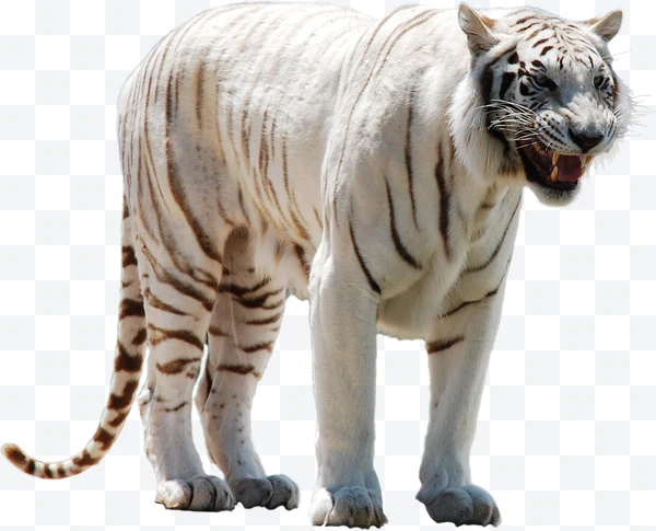 Tigre blanco rugiendo de pie con rayas negras visibles