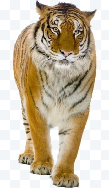 Tigre