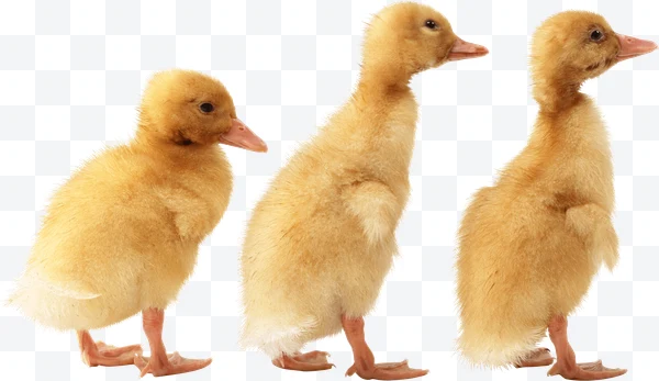 Tres patitos amarillos de perfil sobre fondo blanco