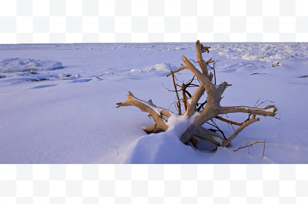 Tronco de árbol en la nieve