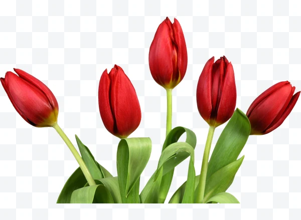 Ramo de cinco tulipanes rojos con hojas verdes.
