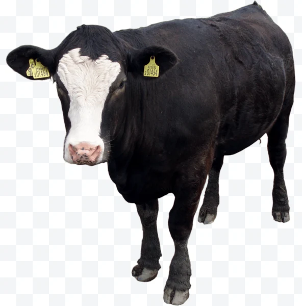 Vaca