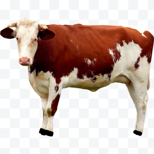 Vaca