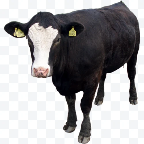 Vaca