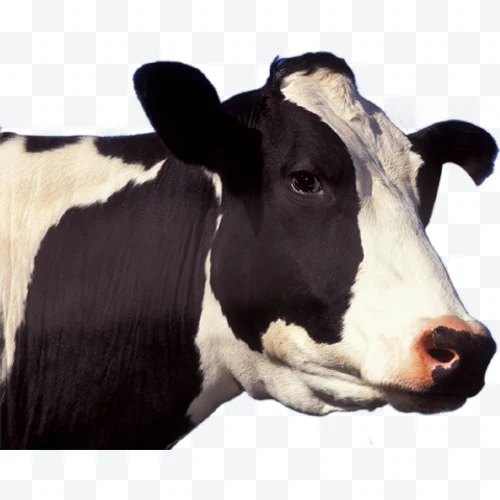 Vaca Holstein