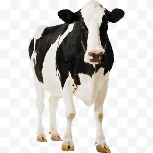 Vaca Holstein blanca y negra de pie sobre fondo transparente