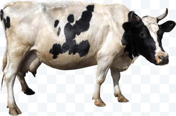 Vaca Holstein blanca y negra de perfil con cuernos