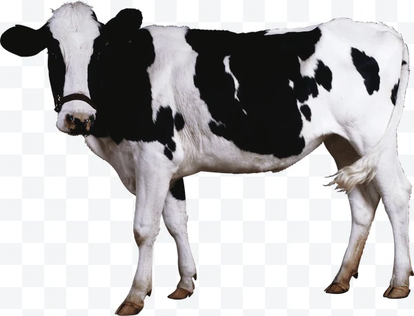 Vaca Holstein