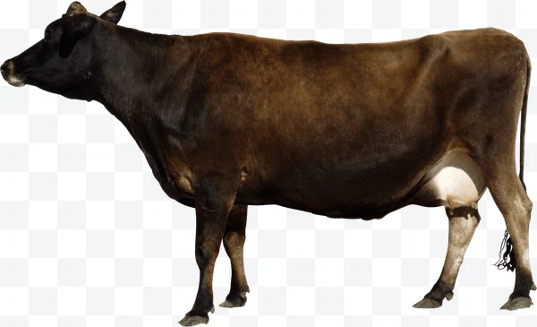 Vaca marrón oscuro de perfil sobre fondo blanco