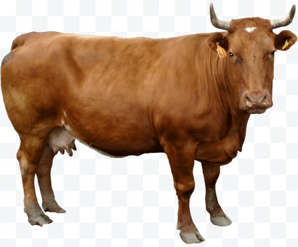 Vaca
