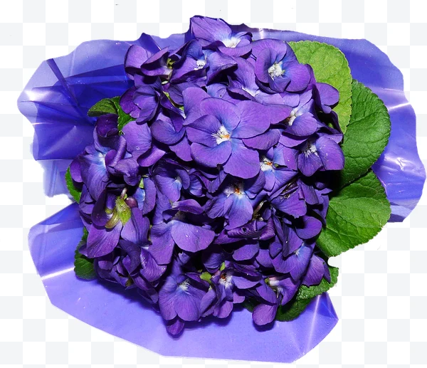 Violetas