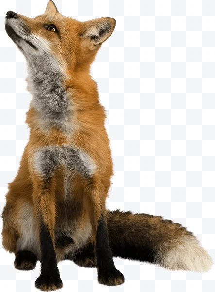 Zorro rojo sentado mirando hacia arriba con pelaje naranja y blanco